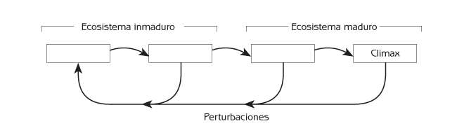 Figura 6.3 La sucesión ecológica como un ciclo de sistemas complejos.