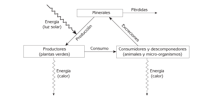 Figura 8.2 Ciclos de materiales y flujo de energía a través de un ecosistema.
