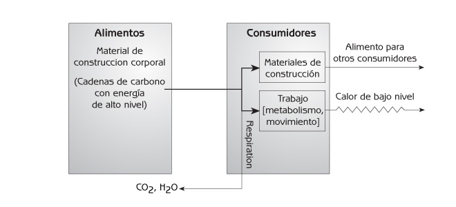 Figura 8.6 Flujo de energía de una etapa a otra en una cadena alimenticia.