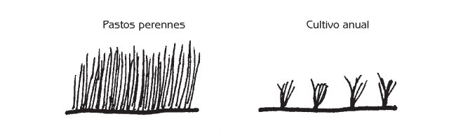 Figura 10.1 Comparación del ecosistema de la Gran Planicie (pastos perenes) con cultivos anuales sembrados por los Europeos.