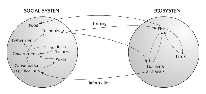 Figure 1.2 - Chain of effects through ecosystem and social system (commercial fishing in the ocean)