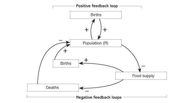 Figure 2.8 - Population regulation by food supply Note: The negative feedback loop through food supply and births is [-][+][+] = [-]. The negative feedback loop through food supply and deaths is [-][-][-] = [-]