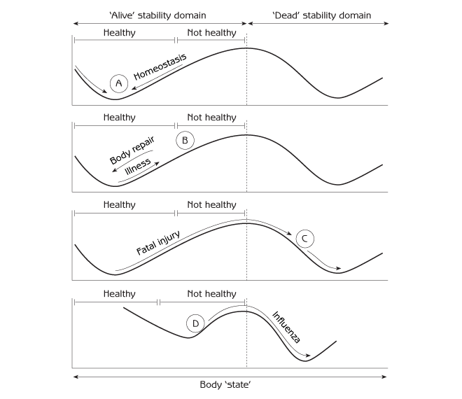 Figure 4.3 - Body state of 'alive' and 'dead' to illustrate stability domains
