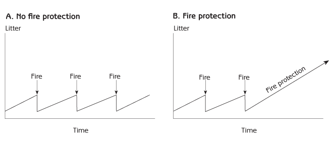 Figure 6.9 - Natural regulation of forest litter by fire (no fire protection) and accumulation of litter with fire protection