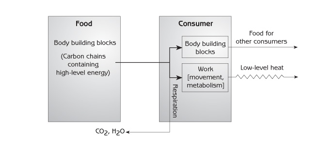 Figure 8.6 - Energy flow from one step of a food chain to another
