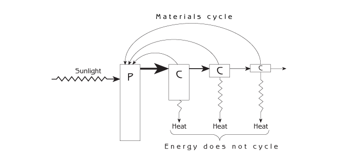 Figure 8.7 - Energy flow through an entire food chain P=producers C=consumers