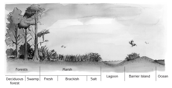 Figure 12.3 - Landscape profile showing the three major types of natural ecosystems in the estuary: swamp, marsh and open water Source: BTNEP (1995) Saving Our Good Earth: A Call to Action. Barataria- Terrebonne estuarine system characterization report, Barataria- Terrebonne National Estuary Program, Thibodaux, Louisiana