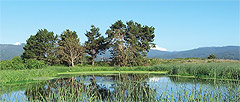 Humboldt County, California decided to treat wastewater as a resource rather than a problem, and built the Arcata Marsh and Wildlife Sanctuary. The marsh relies on natural systems to filter the city’s sewage.