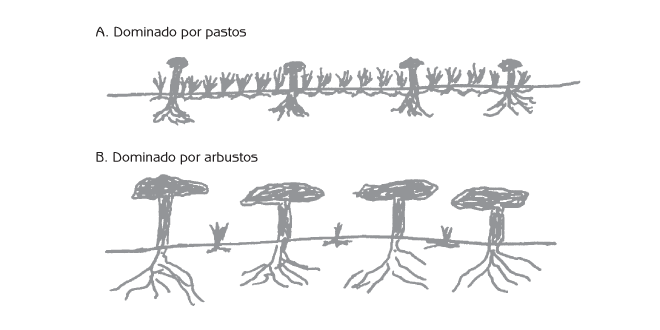 Figura 6.4 Competencia entre arbustos y pastos por la luz del sol y el agua.