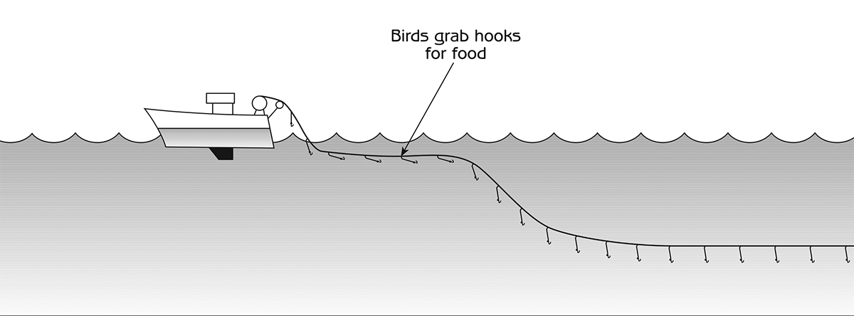 Figure 1.3 - Long line fishing