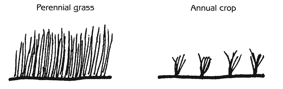 Figure 10.1 - Comparison of the natural Great Plains ecosystem (perennial grasses) with annual crops planted by Europeans