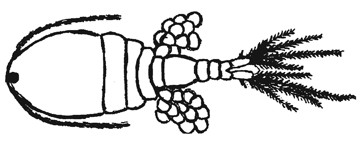 Figure 12.1 - Mesocyclops (actual length approximately 1.5 millimetres) Note: Copepods do not have eyes; the eyespot in the middle of the forehead detects light but does not form an image. Copepods move by means of rapid oarlike movements of their large antennules (the long structures extending to each side of the body from the front). The antennules contain mechanical sensory organs that detect vibrations in the water so that copepods know when small animals such as mosquito larvae are close enough to be captured as food. Female copepods carry egg sacs on both sides of their body for about three days until young copepods emerge from the eggs.
