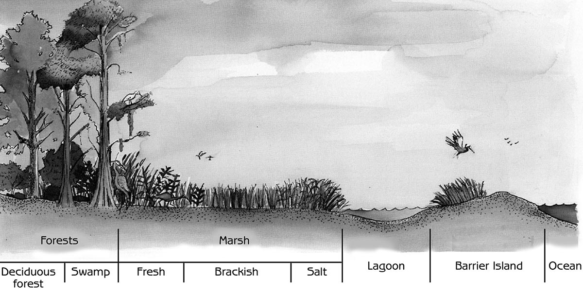 Figure 12.3 - Landscape profile showing the three major types of natural ecosystems in the estuary: swamp, marsh and open water Source: BTNEP (1995) Saving Our Good Earth: A Call to Action. Barataria- Terrebonne estuarine system characterization report, Barataria- Terrebonne National Estuary Program, Thibodaux, Louisiana