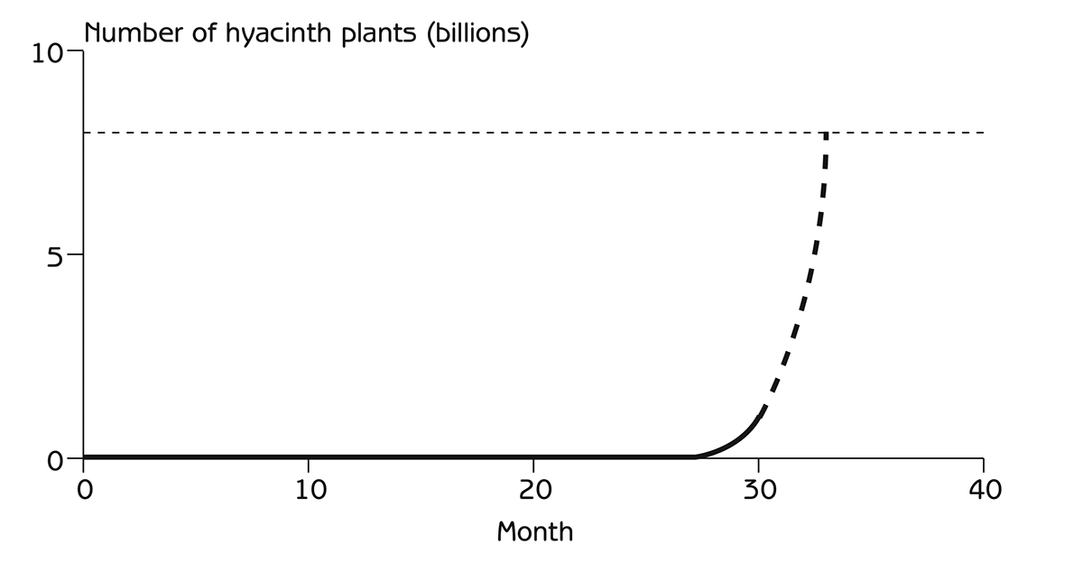 Figure 2.3 - Exponential growth of the water hyacinth population