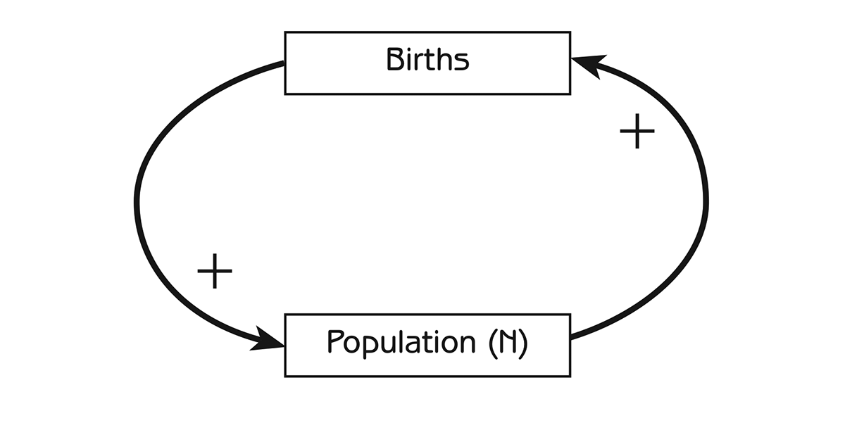 Figure 2.5 - The positive feedback loop that generates exponential population growth