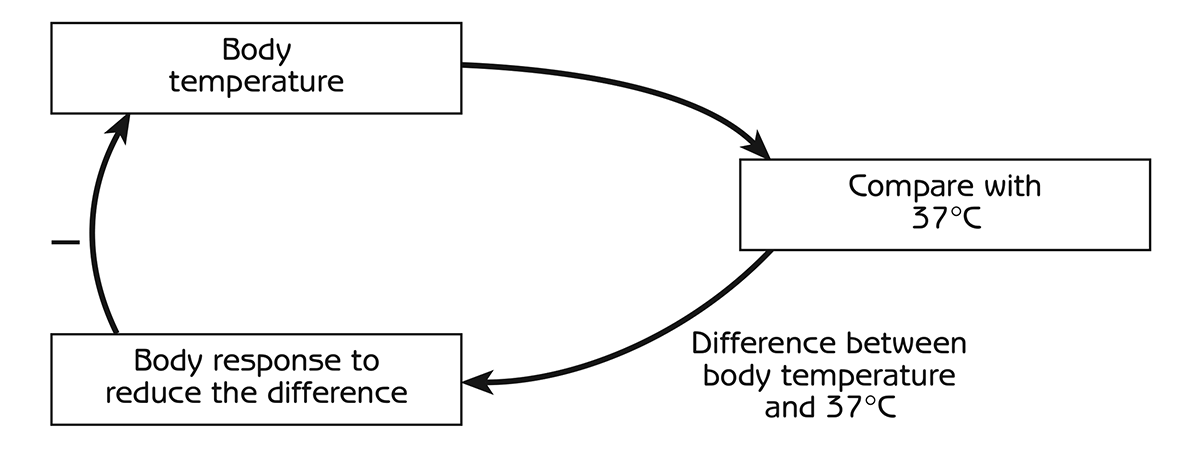 Figure 2.7 - Control of body temperature by negative feedback