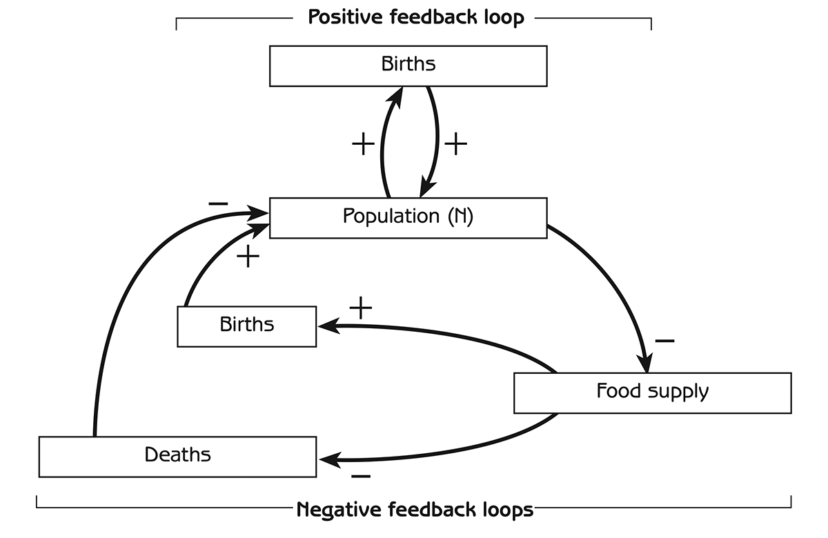 Figure 2.8 - Population regulation by food supply Note: The negative feedback loop through food supply and births is [-][+][+] = [-]. The negative feedback loop through food supply and deaths is [-][-][-] = [-]
