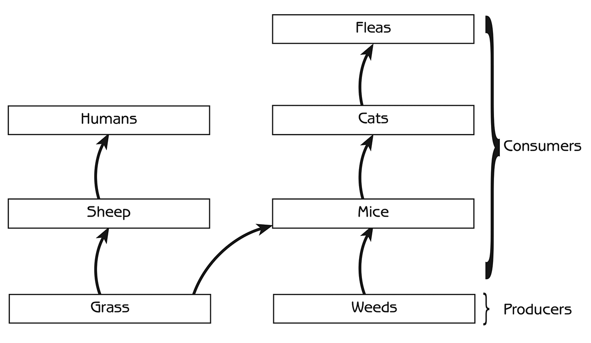 Figure 4.2 - Final food web in the island story