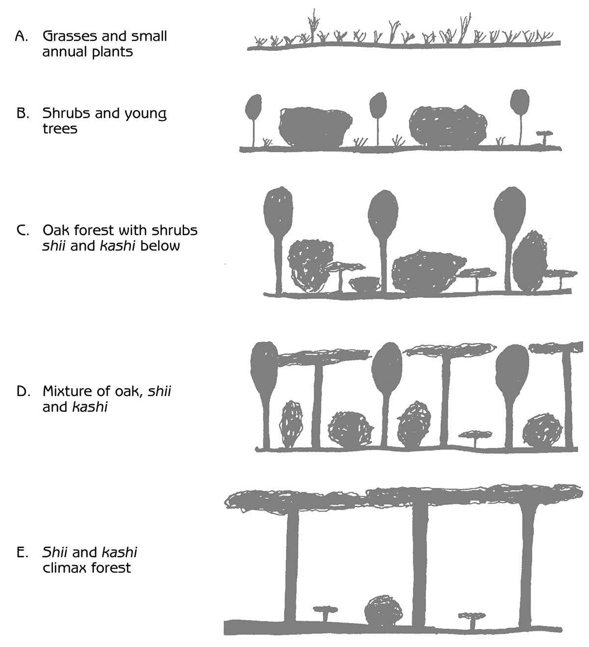 Figure 6.1 - Typical ecological succession on deep soil in western Japan