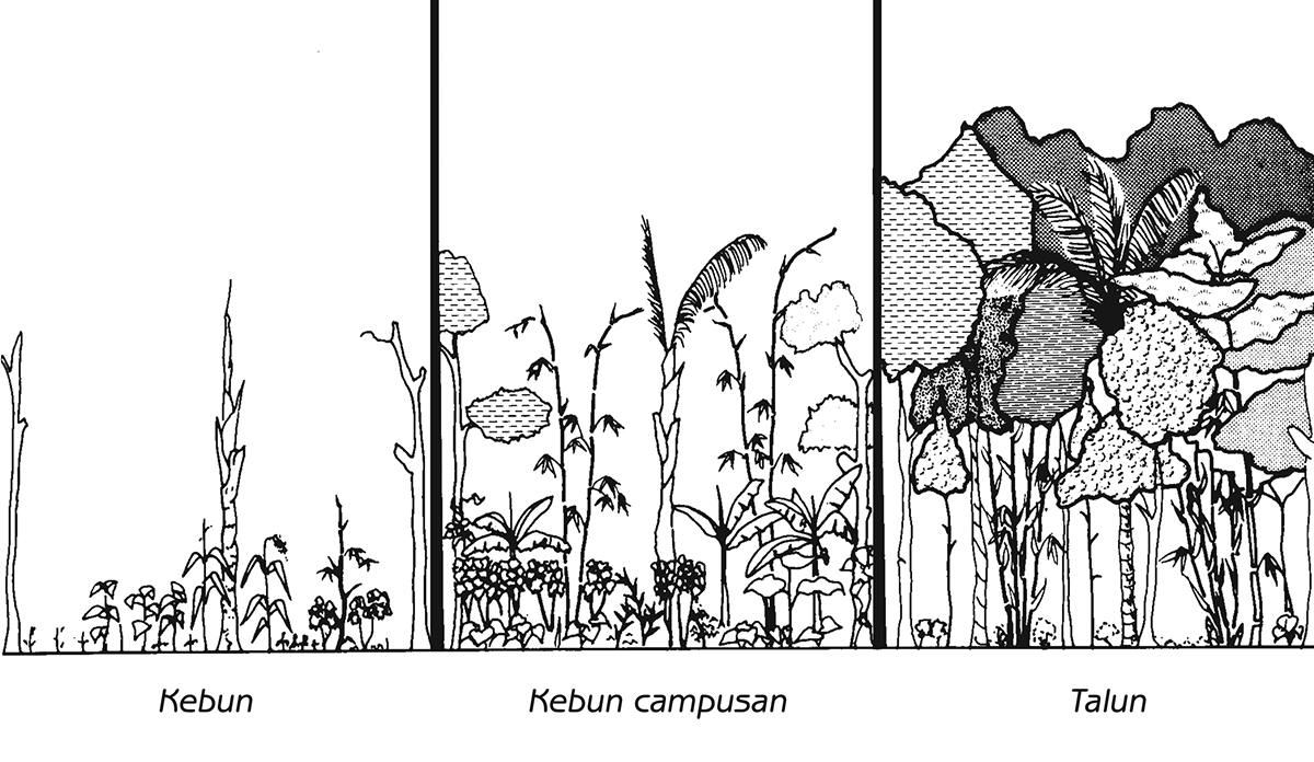 Figure 6.11 - Succession of a Javanese polyculture field from domination by annual field crops to domination by tree crops Source: Christanty, L, Abdoellah, O, Marten, G and Iskandar, J (1986) 'Traditional agroforestry in West Java: The pekerangan (homegarden) and kebun-talun (annual-perennial rotation) cropping systems' in Marten, G, Traditional Agriculture in Southeast Asia: A Human Ecology Perspective, Westview, Boulder, Colorado