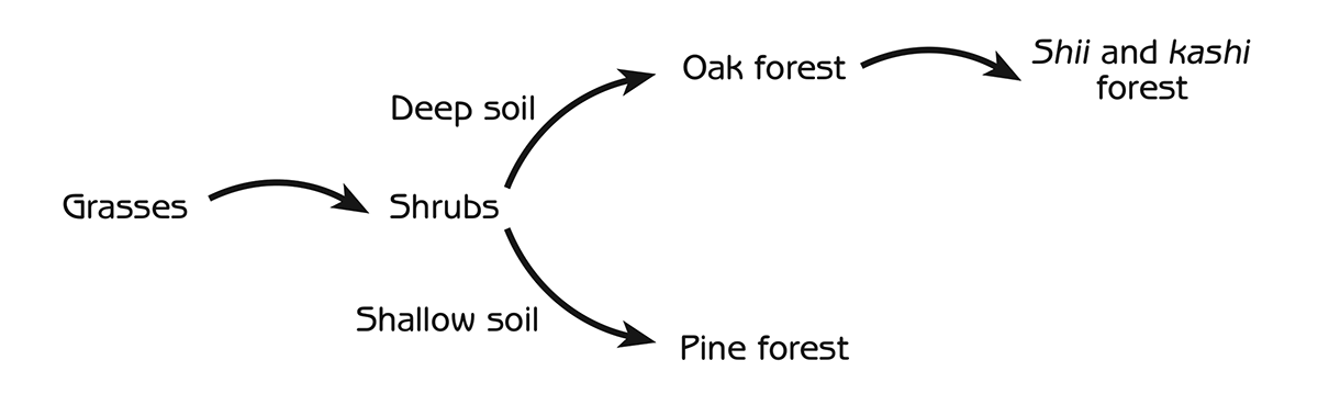 Figure 6.2 - Ecological succession in western Japan Note: Sites with shallow soils have a different sequence of biological communities compared to sites with deep soils.
