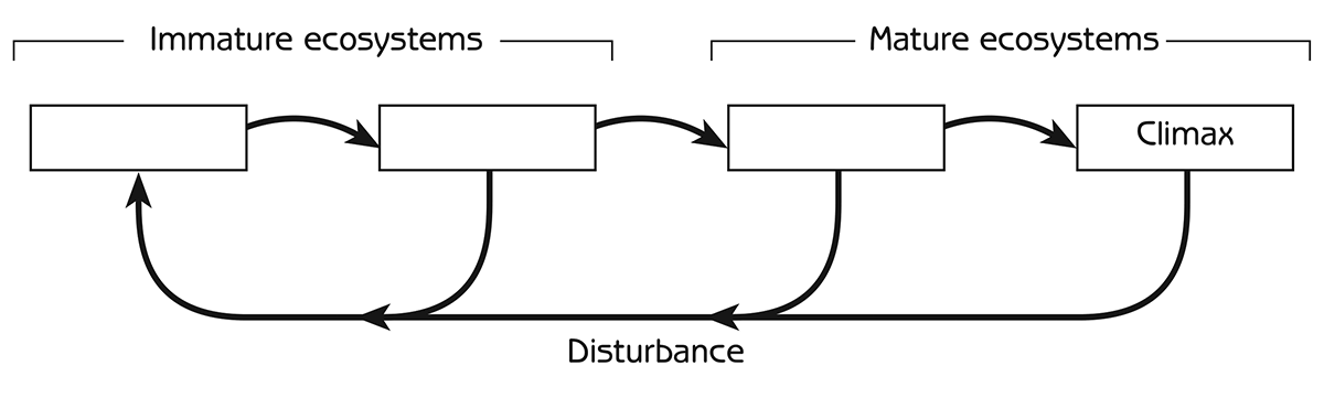 Figure 6.3 - Ecological succession as a complex system cycle