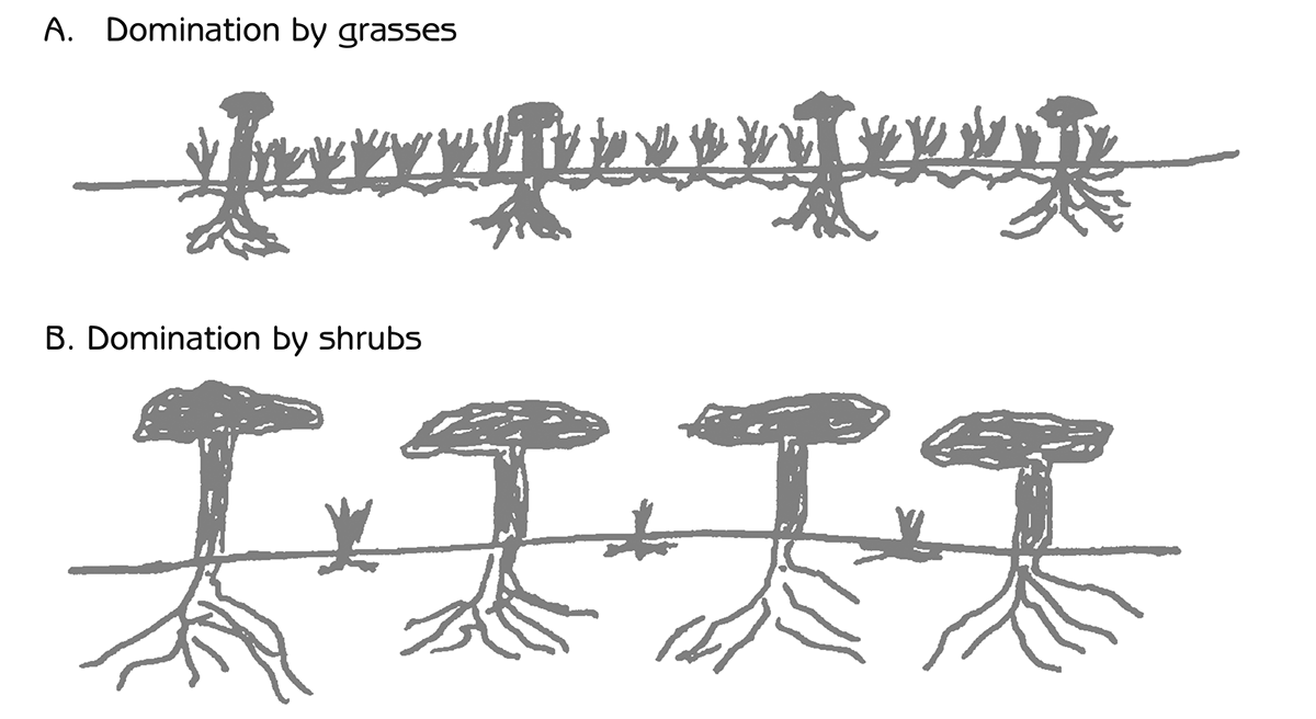 Figure 6.4 - Competition between shrubs and grasses for sunlight and water