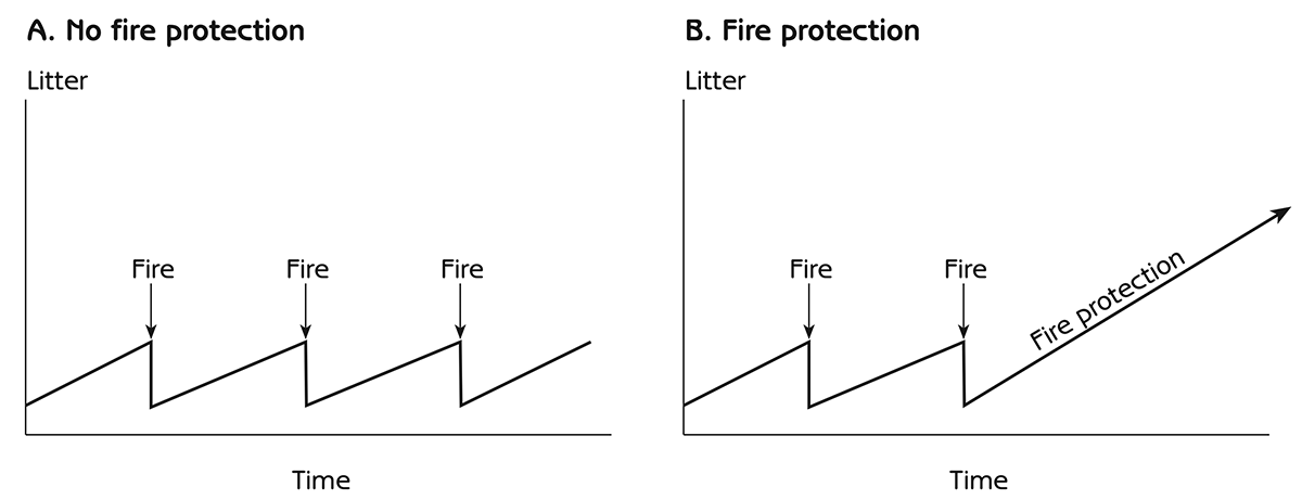 Figure 6.9 - Natural regulation of forest litter by fire (no fire protection) and accumulation of litter with fire protection
