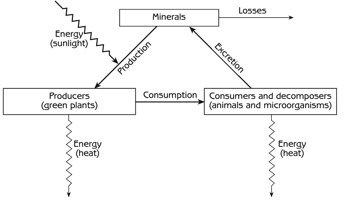 Figure 8.2 - Material cycling and energy flow through the ecosystem