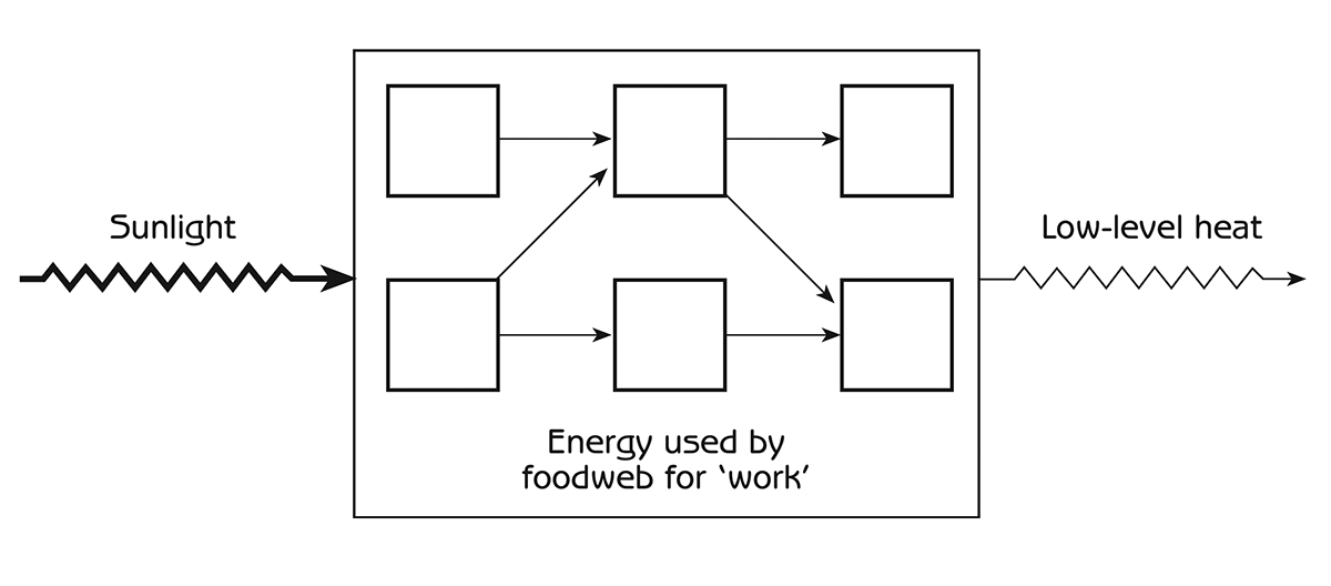 Figure 8.4 - Flow of energy through an ecosystem food web
