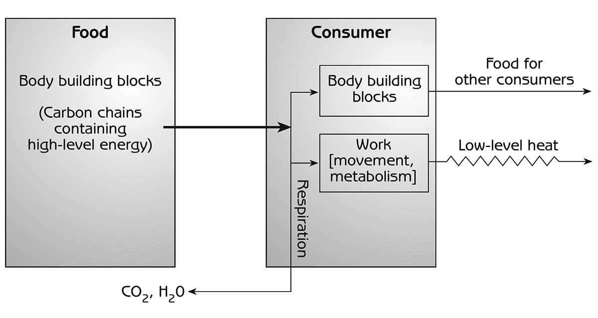 Figure 8.6 - Energy flow from one step of a food chain to another