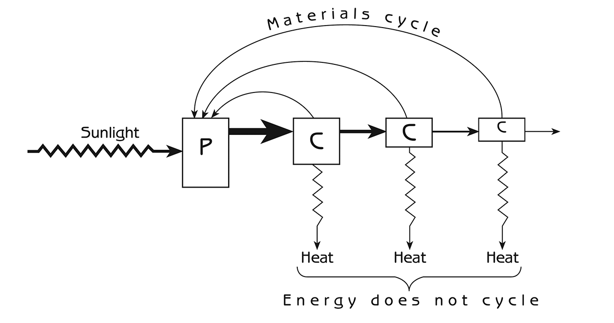 Figure 8.7 - Energy flow through an entire food chain P=producers C=consumers