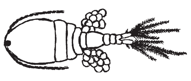 Figure 12.1 - Mesocyclops (actual length approximately 1.5 millimetres) Note: Copepods do not have eyes; the eyespot in the middle of the forehead detects light but does not form an image. Copepods move by means of rapid oarlike movements of their large antennules (the long structures extending to each side of the body from the front). The antennules contain mechanical sensory organs that detect vibrations in the water so that copepods know when small animals such as mosquito larvae are close enough to be captured as food. Female copepods carry egg sacs on both sides of their body for about three days until young copepods emerge from the eggs.