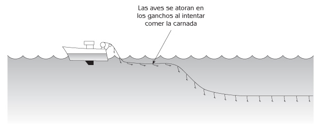 Figura 1.3 Pesca con palangres.