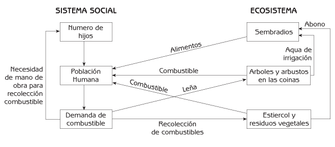 Figura 1.4 Deforestación y combustible para la cocina (cadena de efectos a través del ecosistema y sistema social).