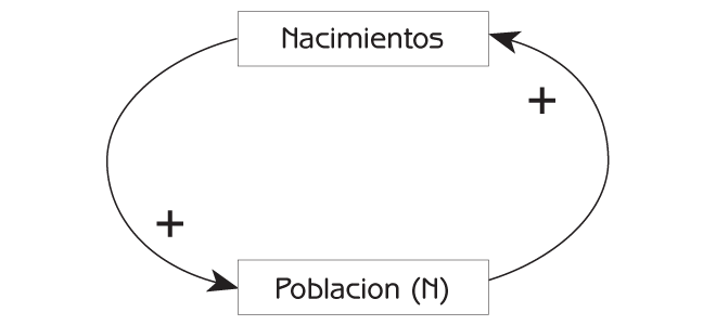 Figura 2.5 El circuito de retroalimentación positiva genera crecimiento exponencial de la población. 