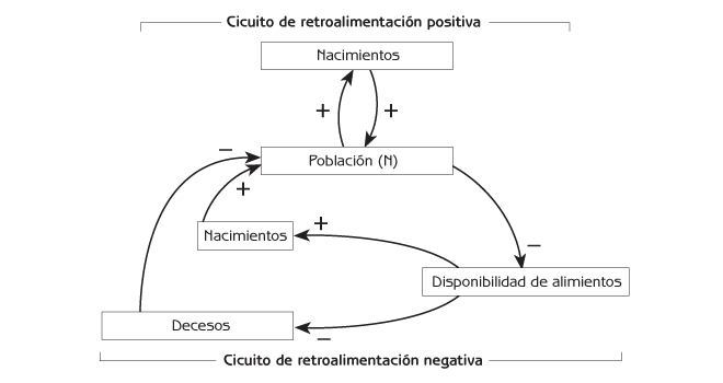 Figura 2.8 Regulación de la población por el abasto de alimento. Nota: el circuito de retroalimentación negativa a través de alimentos y nacimientos es (-)(+)(+) = (-). El circuito de retroalimentación negativa de alimentos y muertes es (-)(-)(-) = (-)