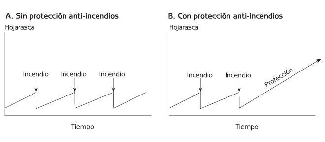 Figura 6.9 (A) Regulación natural de hojarasca por incendios (sin protección anti-incendios) y (B) la acumulación de hojarasca con protección anti-incendios.