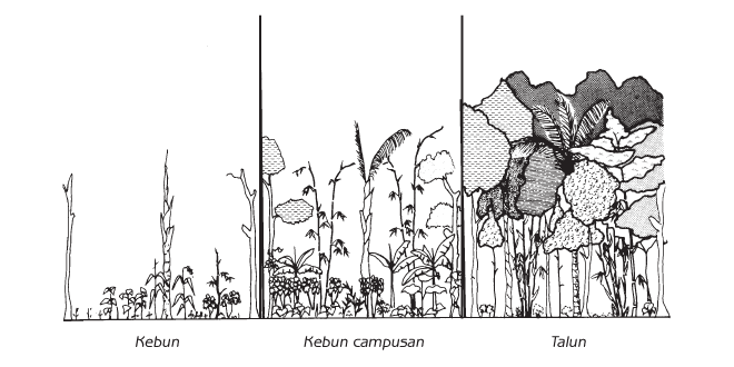 Figura 6.11 Sucesión de policultivos en Java de uno dominado por cultivos de plantas anuales a uno dominado por cultivos arbóreos. Fuente: Christanty, L., Abdoellah, O., Marten, G. y Iskandar, J. (1986) “Tradicional agroforestry in West Java: the pekerangan (homegarden) and kebun-talun (annual-perennial rotation) cropping systems” in Marten, G., Traditional Agriculture in Southeast Asia: A Human Ecology Perspective, Westview, Boulder, Colorado.