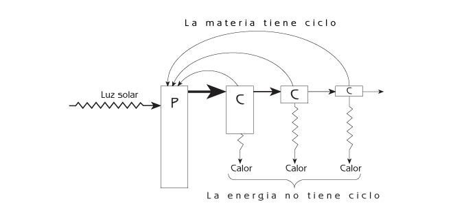 Figura 8.7 Flujo de energía a través de una cadena alimenticia. P = productores. C = consumidores.
