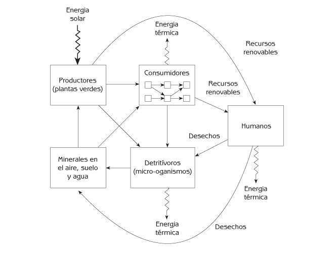 Figura 8.9 Los servicios ambientales como ciclos de materia en un ecosistema. Nota: Los consumidores son animales (herbívoros, depredadores, parásitos) y micro-organismos patógenos dentro de la red trófica.
