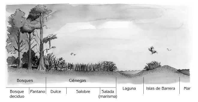 Figura 12.3 Perfil paisajístico que muestra los tres tipos generales de ecosistemas naturales del estero: pantano, marisma y aguas abiertas. Fuente: Landscape profile showing the three major types of natural ecosystems in the estuary: swamp, marsh and open water Source: BTNEP (1995) Saving Our Good Earth: A Call to Action. Barataria-Terrebonne estuarine system characterization report, Barataria-Terrebonne National Estuary Program, Thibodaux, Louisiana