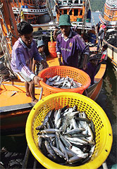 Industrial trawlers sometimes violate the shoreline no-fishing zone, swallowing fish stocks faster than they can regenerate.