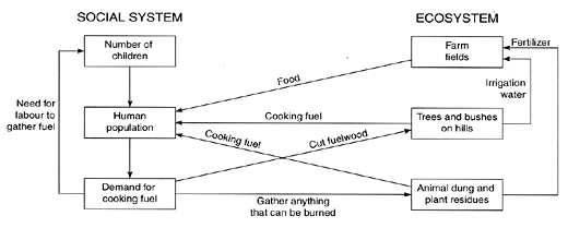 Cooking fuel and deforestation: chain of effects and positive feedback loops through ecosystem and social system that create a vicious cycle of progressively greater environmental deterioration