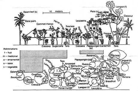 Figure 4 - Example of a homegarden layout in the uplands of West Java. (From Christanty, L., Abdoellah, O. S., Marten, G. G., and Iskandar, J., in Traditional Agriculture in Southeast Asia, Marten, G. G., Ed., Westview Press, Boulder, CO, 1986, 132. With permission.)