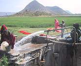 Rajasthan: taking advantage of dry-season water pumped from a well, on its way to irrigate the fields. Photo: Ann Marten